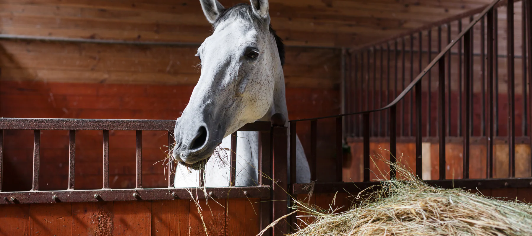 A horse eating hay out of a stall.