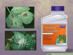 Fungicides 